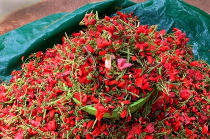 Flor de bótil for sale at market in San Cristóbal de las Casas, Chiapas.