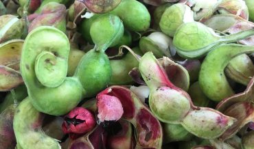 Guamúchil Fruit