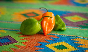 Habanero Chili Pepper