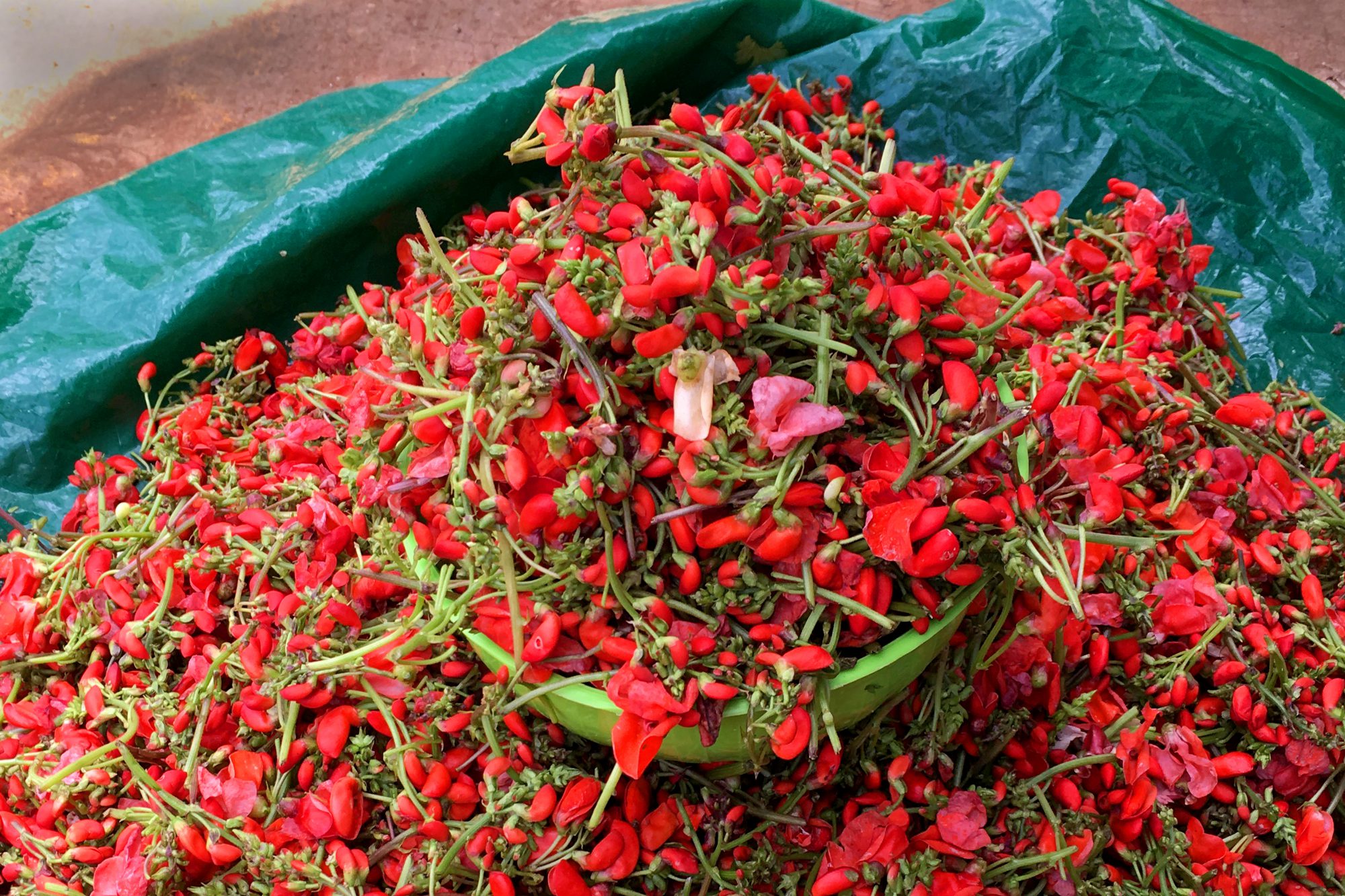 Flor de bótil for sale at market in San Cristóbal de las Casas, Chiapas.