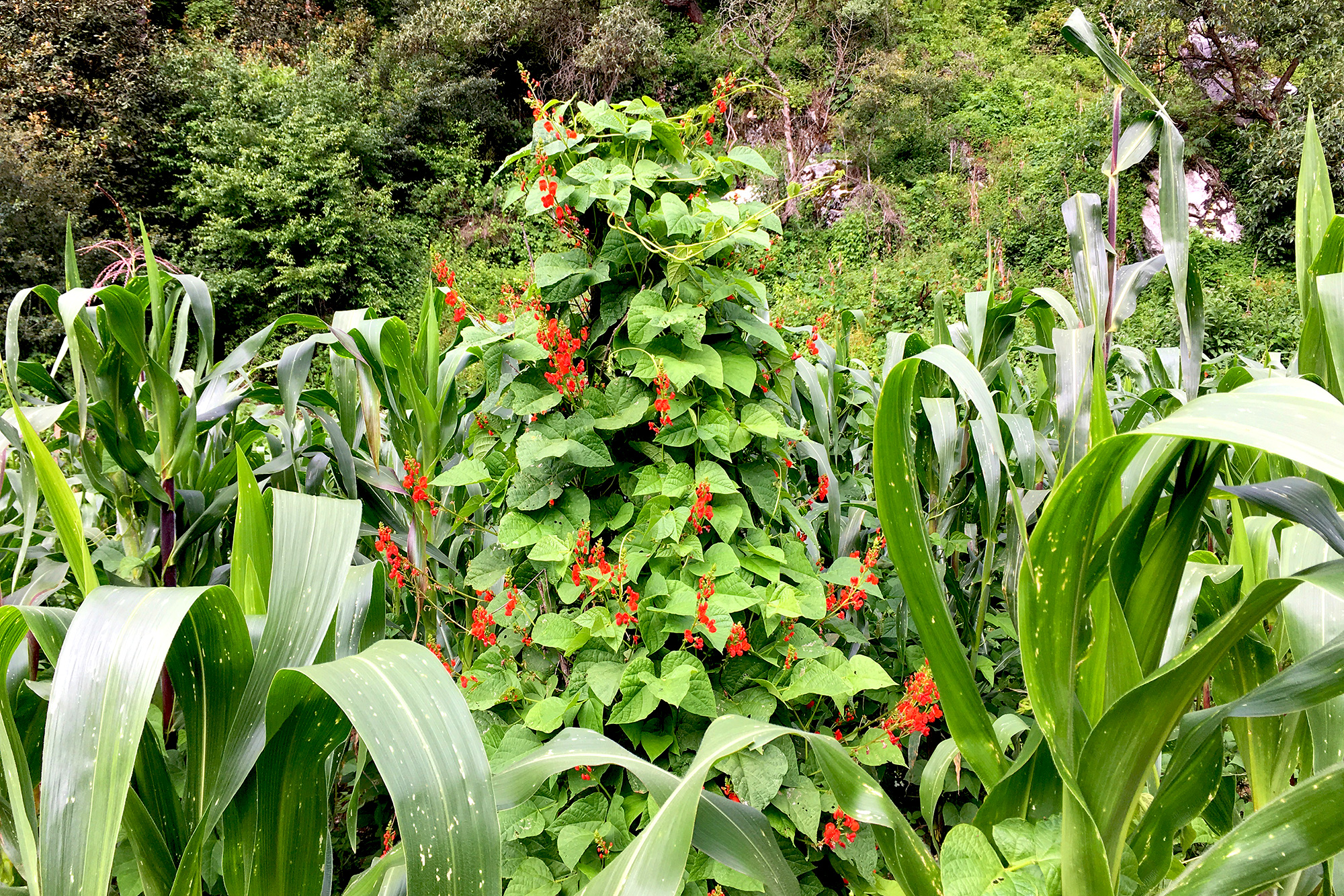 Flor de Botil growing on a milpa in Chiapas, Mexico.