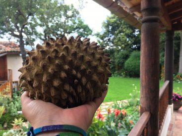Chincuya Fruit